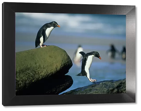 Rockhopper Penguins, (Eudyptes chrysocome), jumping, Saunders Island, Falkland Islands