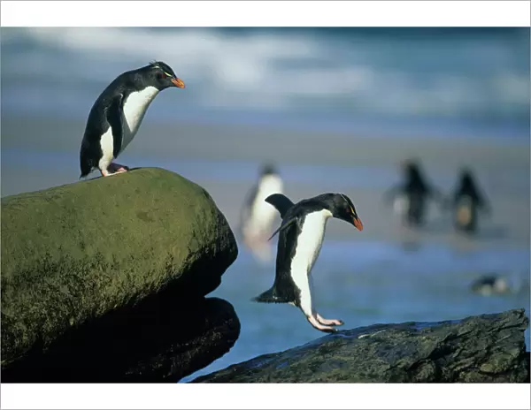 Rockhopper Penguins, (Eudyptes chrysocome), jumping, Saunders Island, Falkland Islands