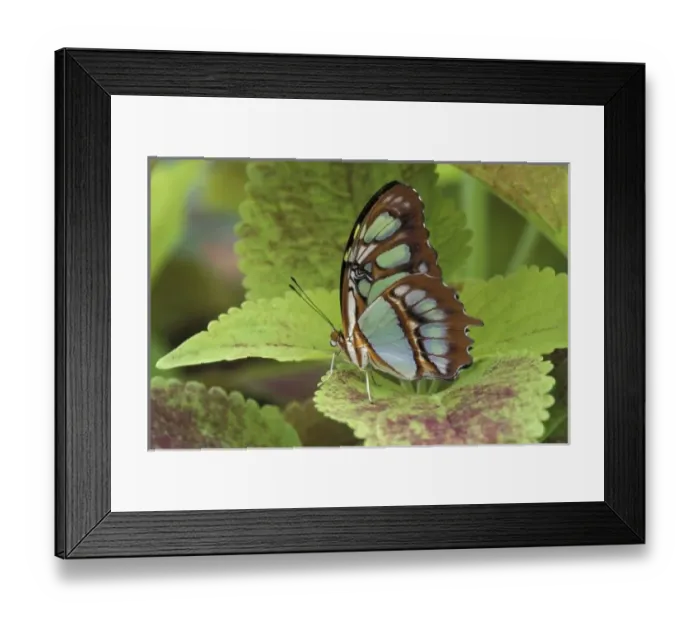 Framed Print : Malachite butterfly Framed Print : Malachite butterfly