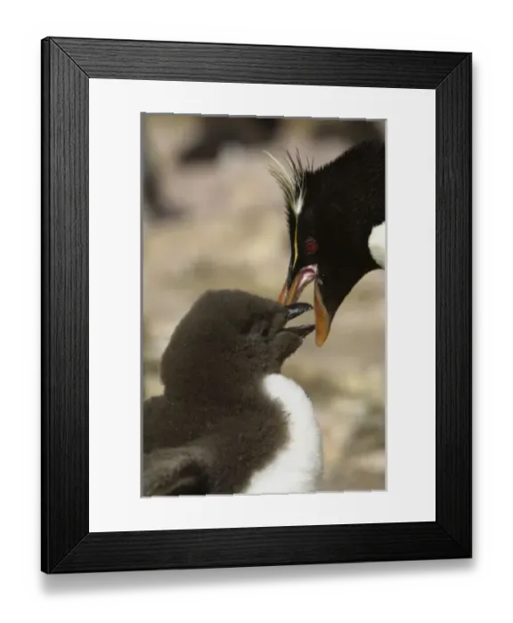 Framed Print : South America, Falkland Islands Framed Print : South America, Falkland Islands