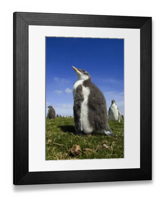 Framed Print : Gentoo Penguin, Pygoscelis papua, with fuzzy down feathers in Falkland Islands