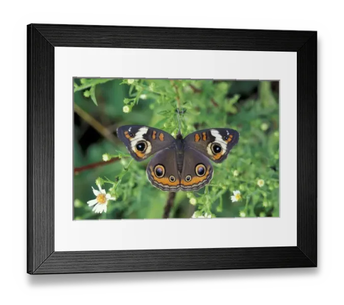Framed Print : USA, Tennessee, Great Smoky Mountains NP. Buckeye butterfly (Junonia coenia) Framed Print : USA, Tennessee, Great Smoky Mountains NP. Buckeye butterfly (Junonia coenia)