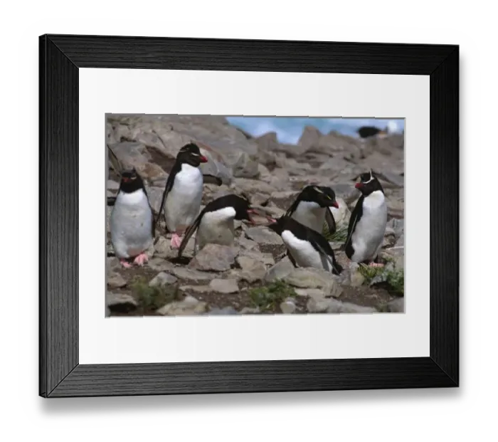 Framed Print : Atlantic Ocean, Falkland Islands. Rockhopper Penguins (Eudyptes chrysocome) exhibiting Framed Print : Atlantic Ocean, Falkland Islands. Rockhopper Penguins (Eudyptes chrysocome) exhibiting