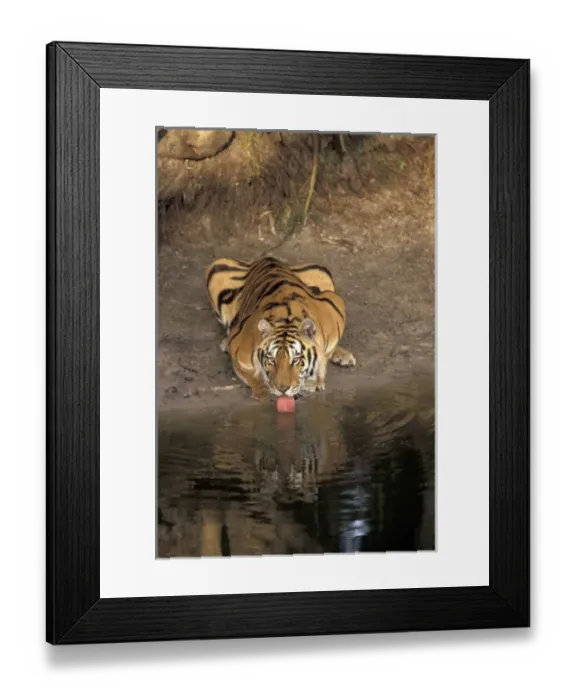 Framed Print : Bengal Tiger drinking (Panthera tigris) Framed Print : Bengal Tiger drinking (Panthera tigris)