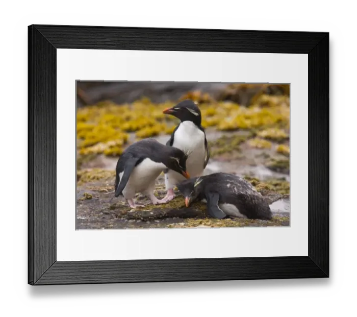 Framed Print : Rockhopper penguins Framed Print : Rockhopper penguins