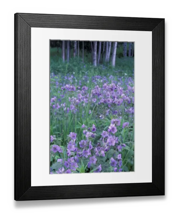 Framed Print : USA, Alaska, Hillberg Lake Wilderness Wild geraniums and Alaska birch