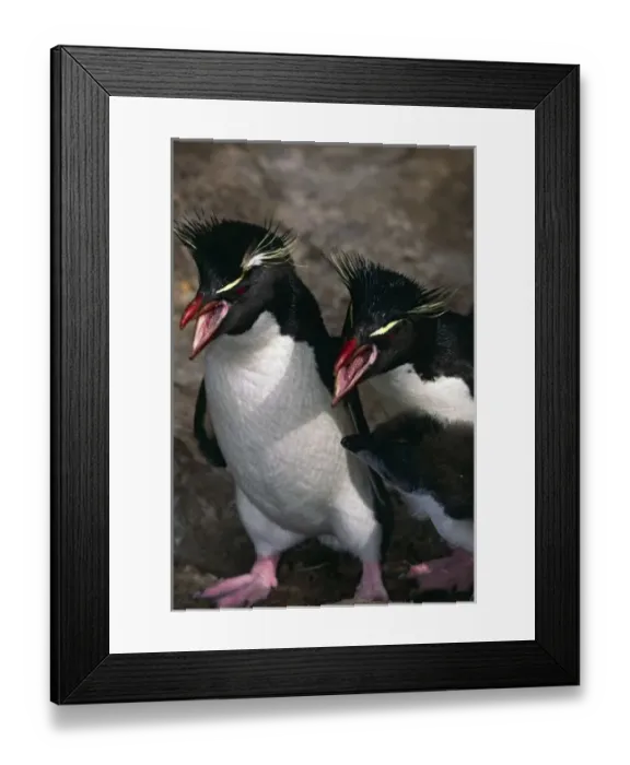 Framed Print : Atlantic Ocean, Falkland Islands. Rockhopper Penguins (Eudyptes chrysocome) with