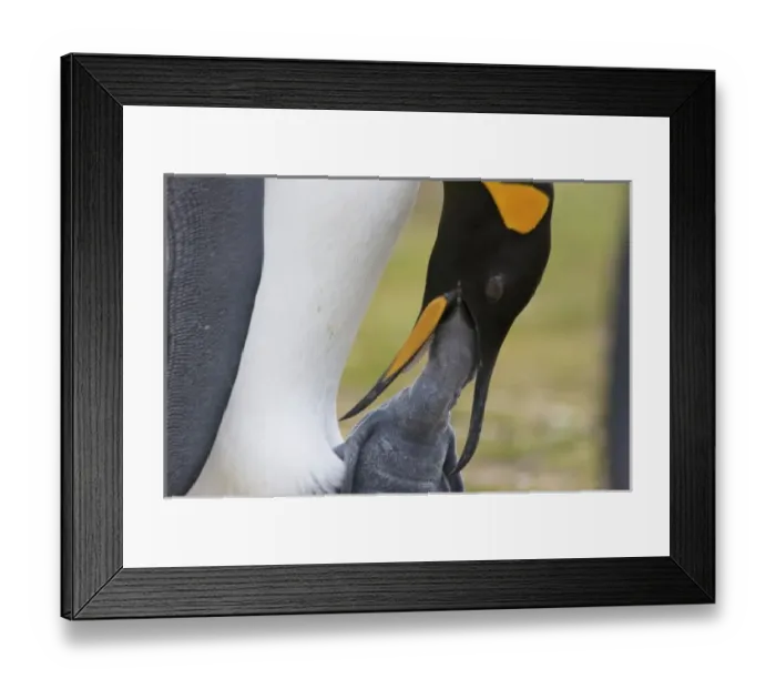 Framed Print : South America, Falkland Islands