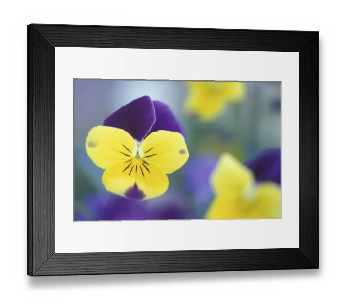 Framed Print : USA, Utah, Cache Valley Detail of a Johnny Jump Up (Viola tricolor) in a garden Framed Print : USA, Utah, Cache Valley Detail of a Johnny Jump Up (Viola tricolor) in a garden