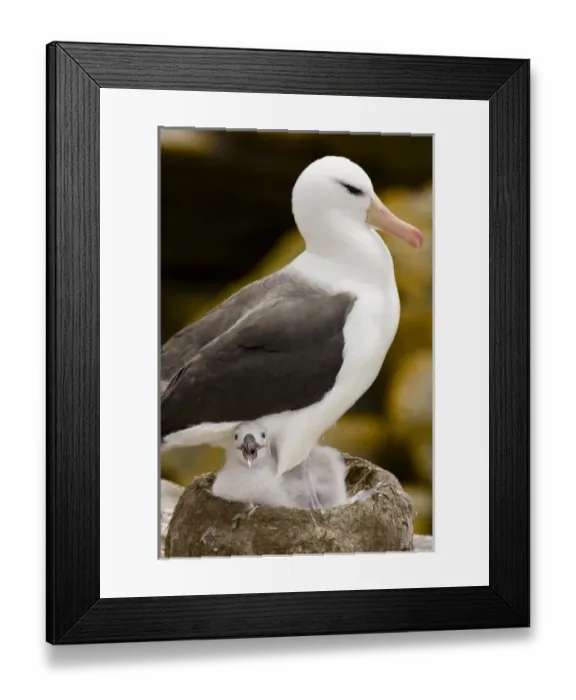 Framed Print : South America, Falkland Islands Framed Print : South America, Falkland Islands
