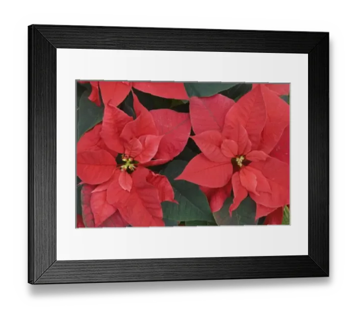 Framed Print : Red Poinsettia Detail (Euphorbia pulcherrima) Framed Print : Red Poinsettia Detail (Euphorbia pulcherrima)