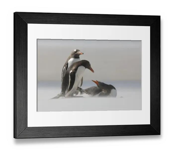 Framed Print : Falkland Islands, Saunders Island. Gentoo penguins in a sand storm Framed Print : Falkland Islands, Saunders Island. Gentoo penguins in a sand storm