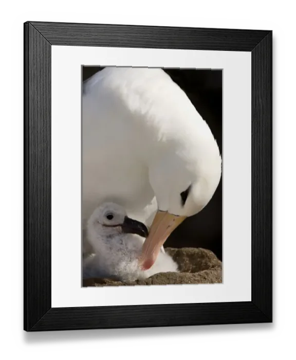 Framed Print : South Atlantic, Falkland Islands, New Island. Close-up of black-browed albatross Framed Print : South Atlantic, Falkland Islands, New Island. Close-up of black-browed albatross