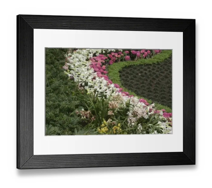 Framed Print : Rhododendron (Rhododendron Framed Print : Rhododendron (Rhododendron