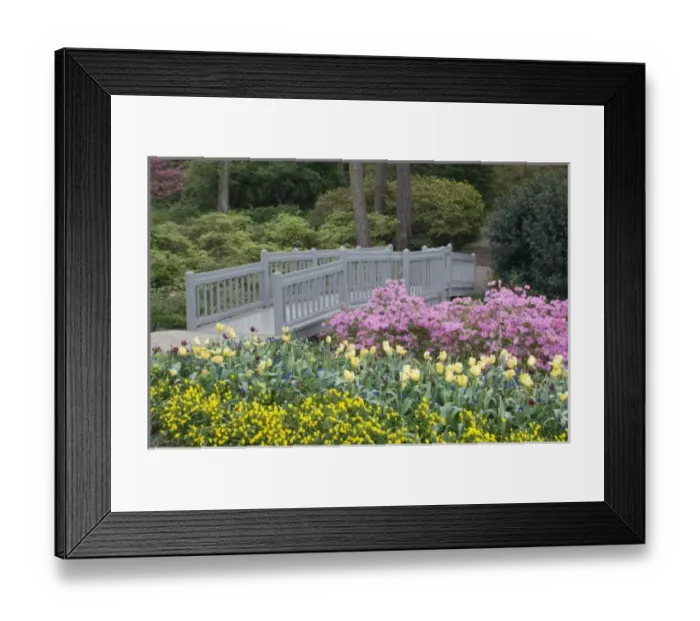 Framed Print : Nature, Flora Framed Print : Nature, Flora