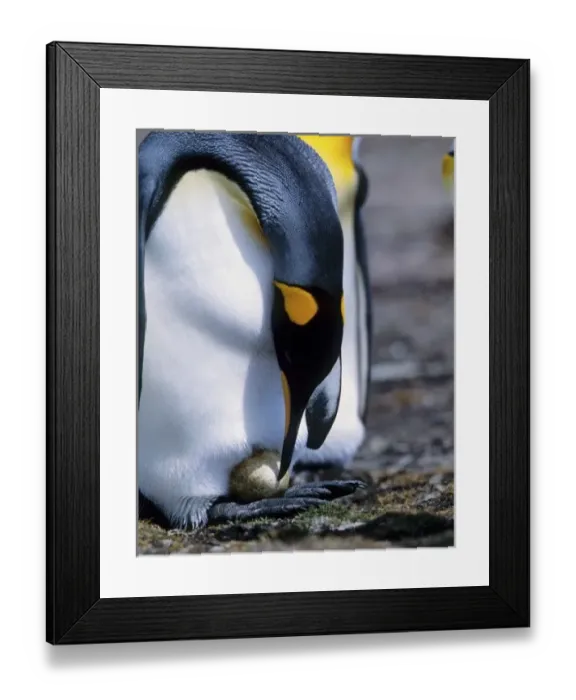 Framed Print : Falkland Islands. King penguin tends single egg Framed Print : Falkland Islands. King penguin tends single egg