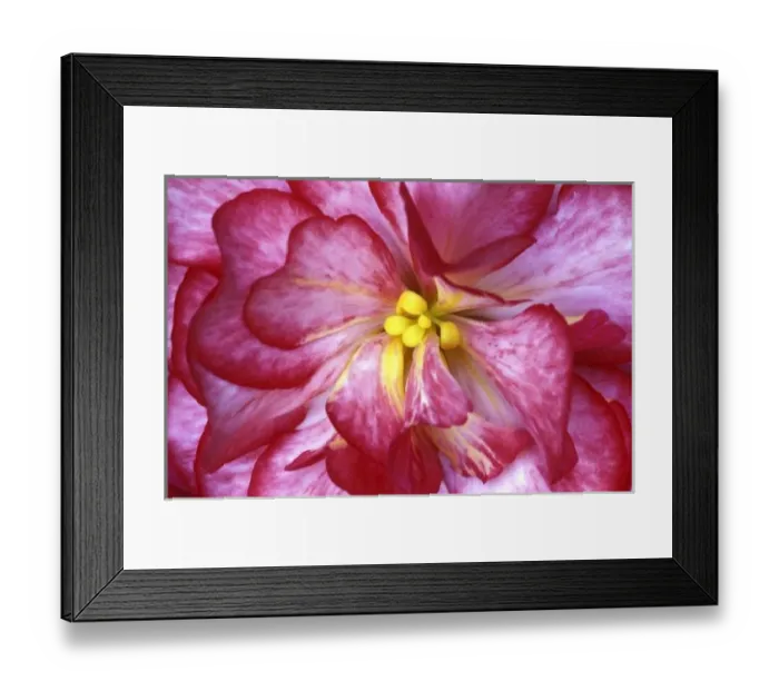 Framed Print : Pink dahlia detail Framed Print : Pink dahlia detail
