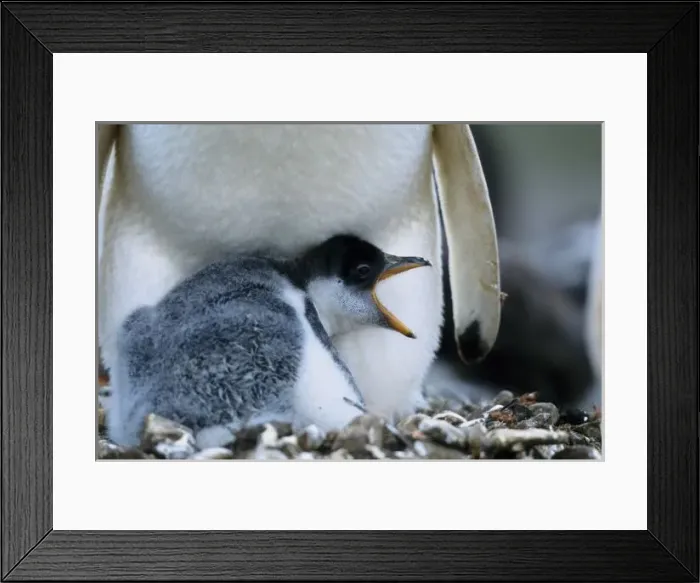 Framed Print : Falkland Islands. Gentoo penguin chick next to parent Framed Print : Falkland Islands. Gentoo penguin chick next to parent