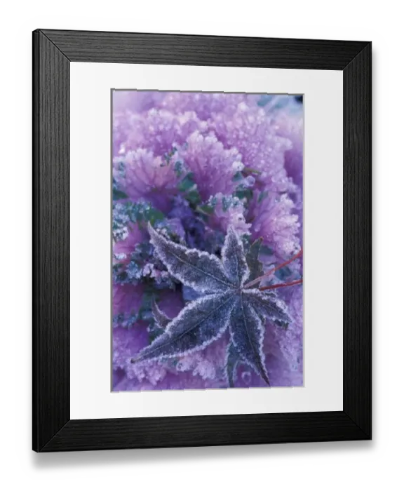 Framed Print : USA, Washington, Mill Creek Frost-covered shrubs and maple leaf