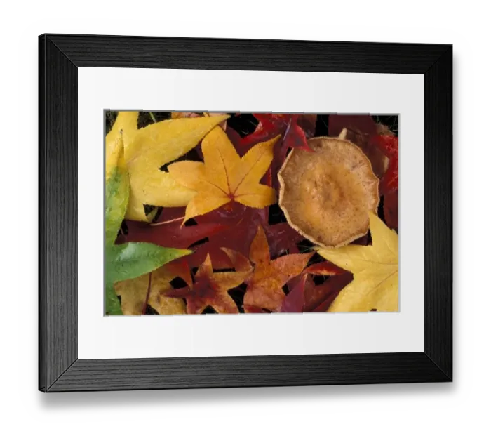 Framed Print : Fall leaves Framed Print : Fall leaves