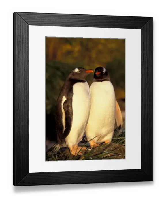 Framed Print : Falklands Islands Framed Print : Falklands Islands