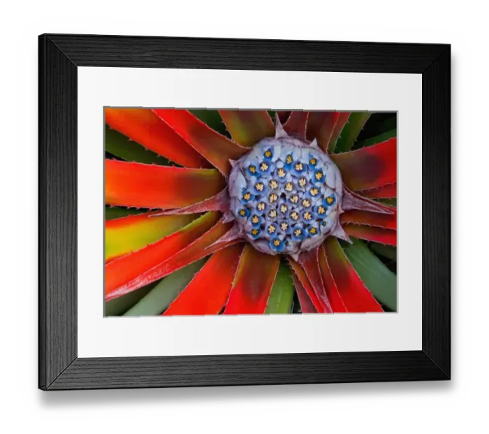Framed Print : Center of a blooming agave - San Francisco Conservatory California Framed Print : Center of a blooming agave - San Francisco Conservatory California