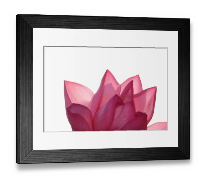 Framed Print : Lotus flower [Nelumbio speciosum] in full bloom