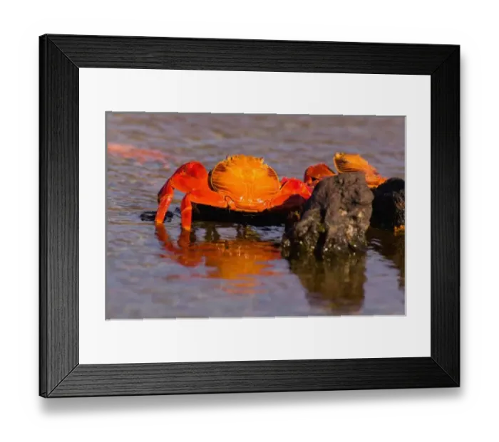 Framed Print : Ecuador, Galapagos Islands National Park, Puerto Egas, Sally Lightfoot Crabs (Grapsus Framed Print : Ecuador, Galapagos Islands National Park, Puerto Egas, Sally Lightfoot Crabs (Grapsus