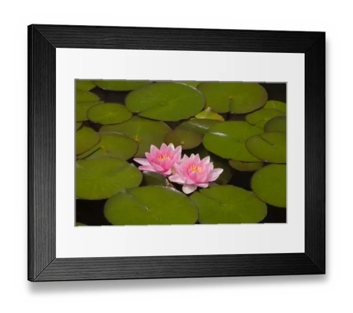 Framed Print : Flowering water lilies Framed Print : Flowering water lilies