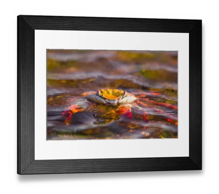 Framed Print : Ecuador, Galapagos Islands National Park, Puerto Egas, Sally Lightfoot Crabs (Grapsus Framed Print : Ecuador, Galapagos Islands National Park, Puerto Egas, Sally Lightfoot Crabs (Grapsus