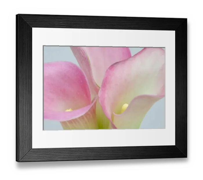 Framed Print : Pink Calla Lilies Framed Print : Pink Calla Lilies