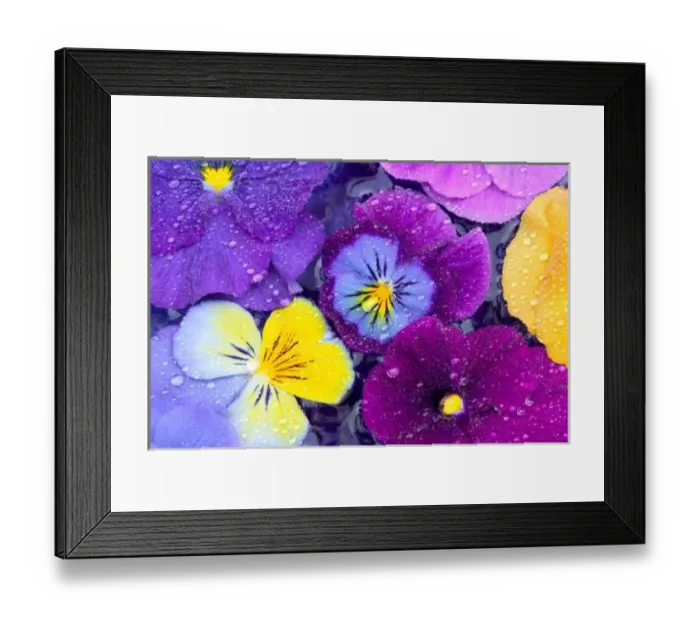Framed Print : Pansy flowers floating in bird bath with dew drops on them, Sammamish Washington