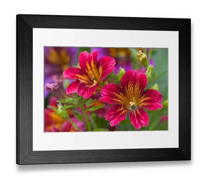 Framed Print : Painted tongue close-ups of their blooms - Sammamish Washington Framed Print : Painted tongue close-ups of their blooms - Sammamish Washington