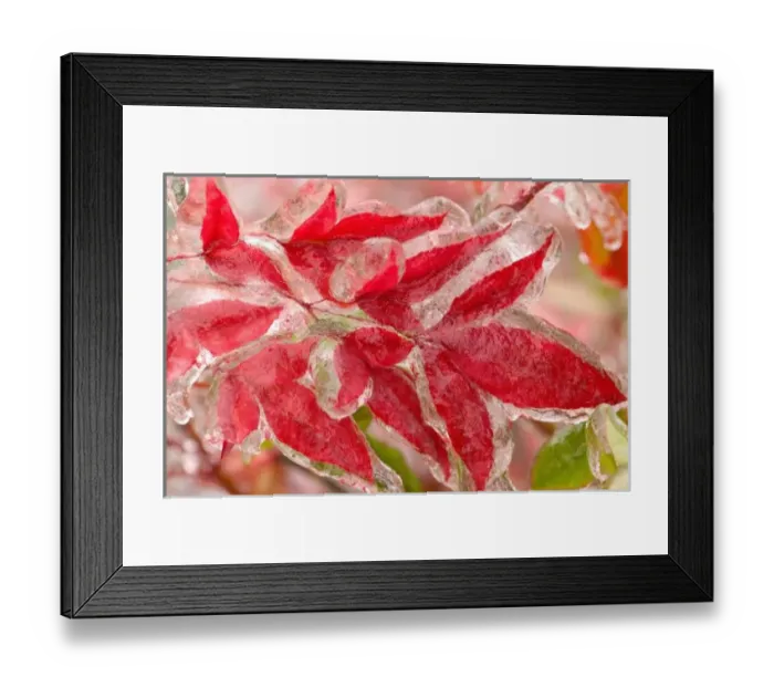 Framed Print : A winters ice storm covering the leaves of Heavenly Bamboo in the winter reds, Sammamish Framed Print : A winters ice storm covering the leaves of Heavenly Bamboo in the winter reds, Sammamish