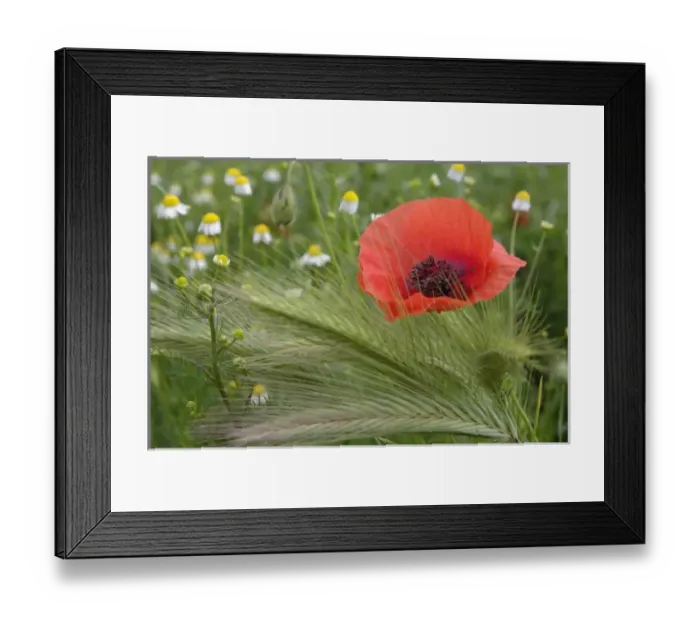 Framed Print : Red poppy flower Framed Print : Red poppy flower