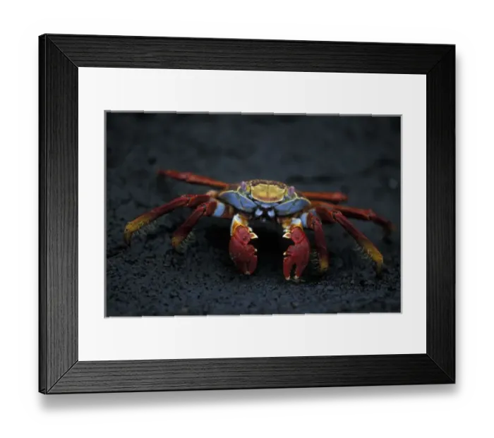 Framed Print : Ecuador, Galapagos Islands, Sally Lightfoot Crab (Graspus graspus) scuttles across Framed Print : Ecuador, Galapagos Islands, Sally Lightfoot Crab (Graspus graspus) scuttles across
