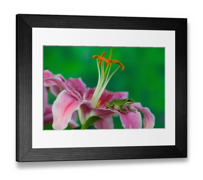 Framed Print : Oriental Lily and Pacific tree frog resting on its petals, Sammamish Washington