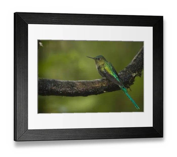 Framed Print : Long-tailed Sylph (Aglaiocercus kingi) male, Cloud Forest, Tapichalaca Reserve, Southern Ecuador Framed Print : Long-tailed Sylph (Aglaiocercus kingi) male, Cloud Forest, Tapichalaca Reserve, Southern Ecuador