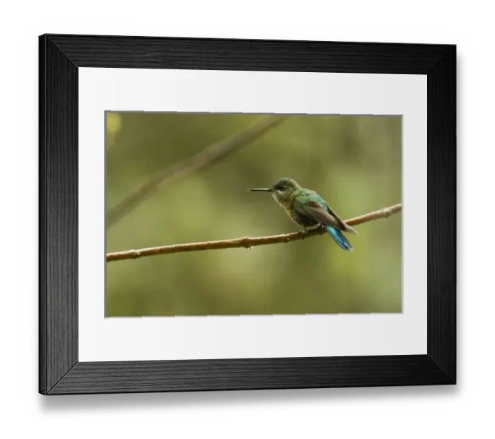 Framed Print : Long-tailed Sylph (Aglaiocercus kingi) female, Cloud forest, Tapichalaca Reserve