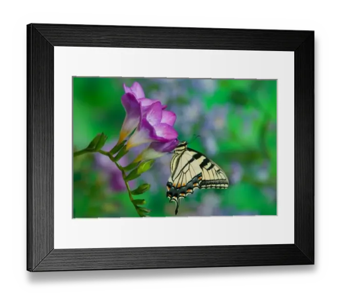 Framed Print : Eastern Tiger Swallowtail on Fresia - Sammamish Washington Framed Print : Eastern Tiger Swallowtail on Fresia - Sammamish Washington