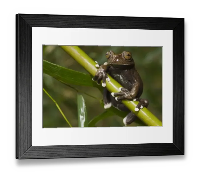 Framed Print : Captive Tapichalaca Framed Print : Captive Tapichalaca