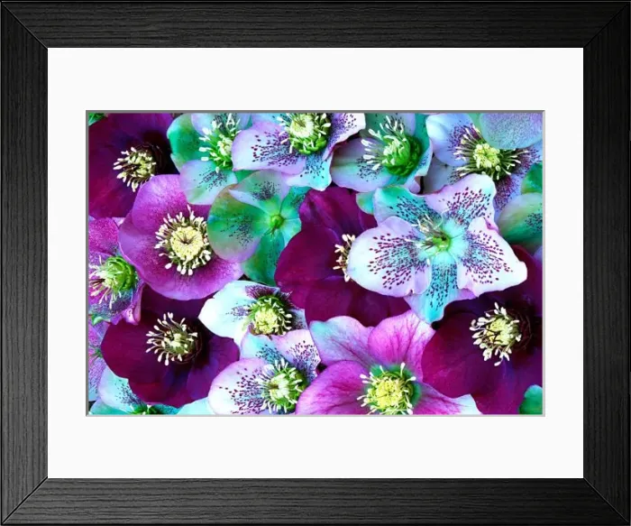 Framed Print : Heliborus pattern of winter blooming flower, Sammamish, Washington Framed Print : Heliborus pattern of winter blooming flower, Sammamish, Washington
