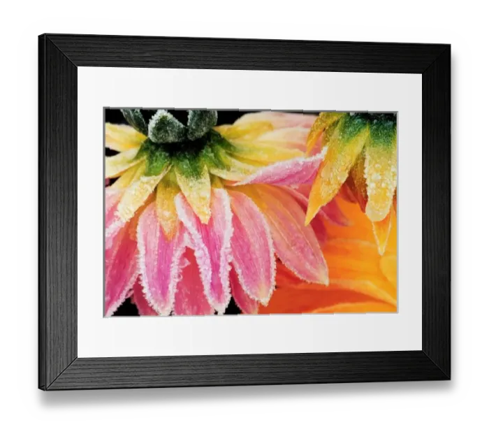 Framed Print : Frost on the last Framed Print : Frost on the last