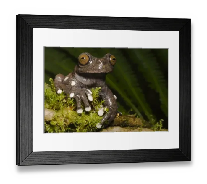 Framed Print : Captive Tapichalaca