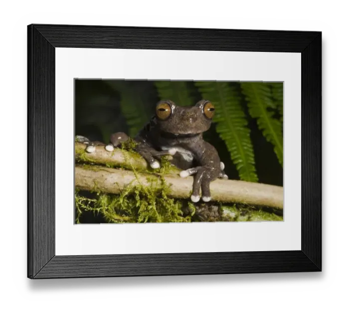 Framed Print : Central America, Ecuador Framed Print : Central America, Ecuador