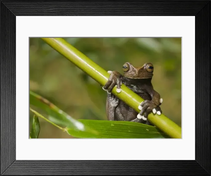 Framed Print : Central America, Ecuador