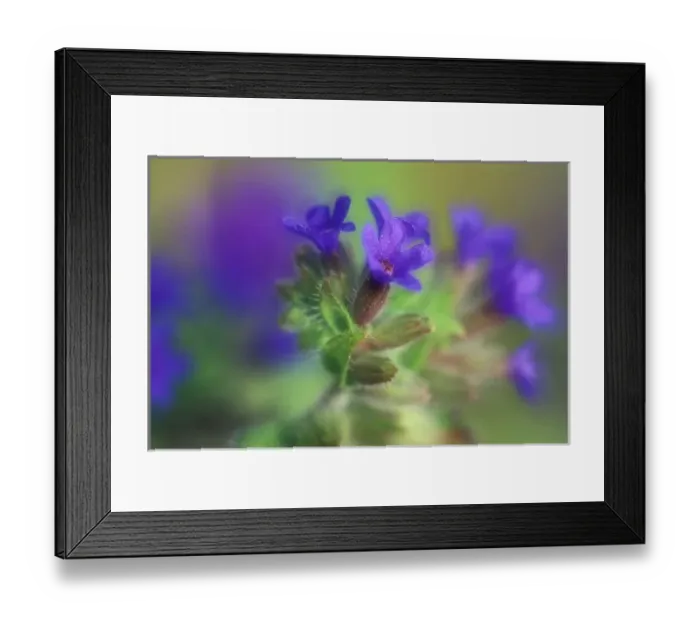 Framed Print : NA, USA, Washington, Eastern Washington. Wild Forget-me-not
