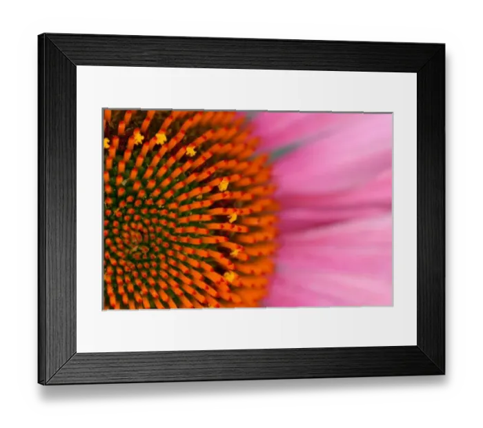 Framed Print : Close-up of a Cone Flower in the summertime, Sammamish, Washington Framed Print : Close-up of a Cone Flower in the summertime, Sammamish, Washington