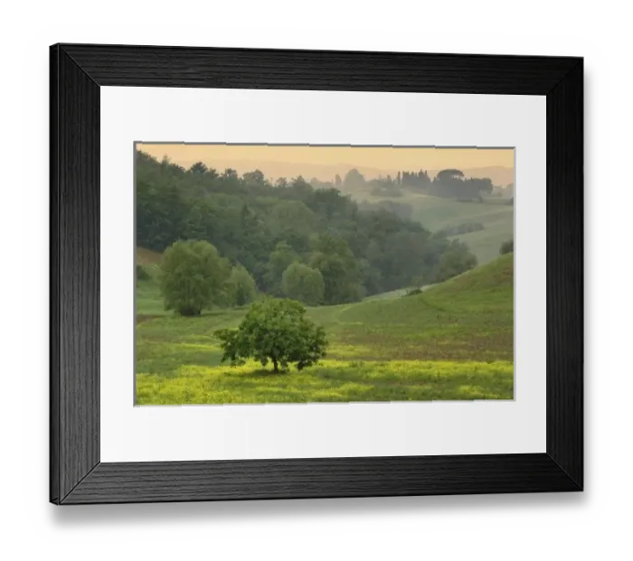 Framed Print : Single tree in agricultural farm field, Tuscany, Italy Framed Print : Single tree in agricultural farm field, Tuscany, Italy