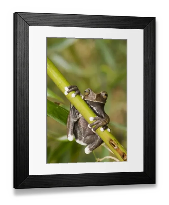 Framed Print : Captive Tapichalaca Framed Print : Captive Tapichalaca